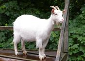 Main_thumb_goat_1