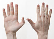 Main_thumb_240px-human-hands-front-back