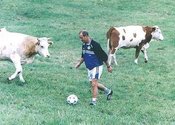 Main_thumb_p_cows